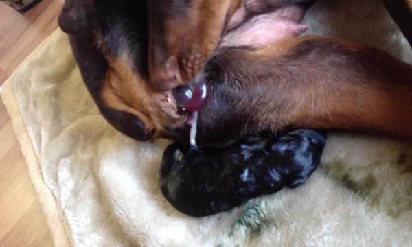 Уход за новорожденными щенками