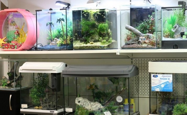 Как запустить аквариум в первый раз и что будет нужно знать начинающему