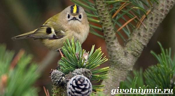 18 самых маленьких птиц на планете