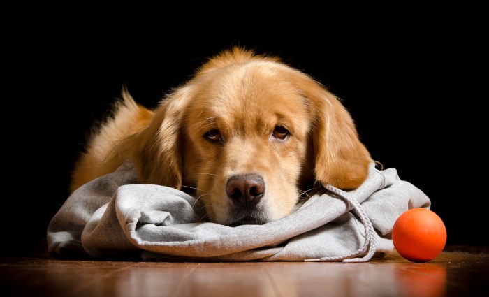 Самые распространенные болезни почек у собак