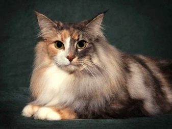 Норвежская лесная кошка - описание и стандарт породы, характеристики, особенности содержания и питания