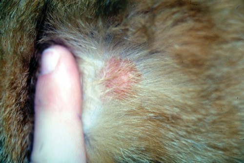 Какие бывают и как лечить кожные болезни у кошек