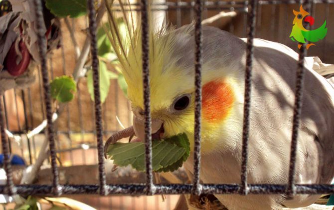 Можно ли быстро обучить попугая разговаривать