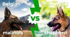 Бельгийская малинуа и немецкая овчарка: продолжение 6 основных различий