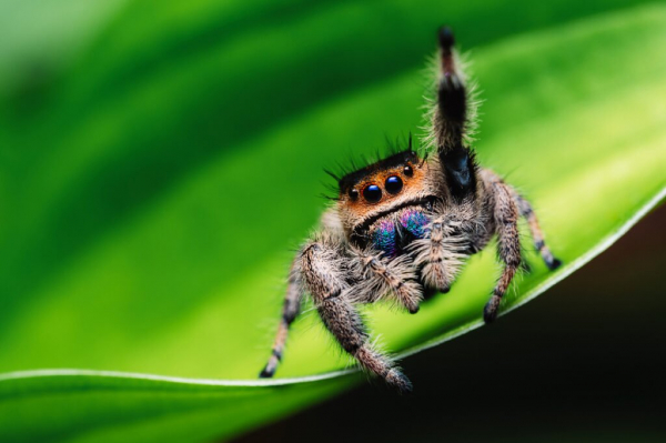 10 пауков в Алабаме - AZ Animals