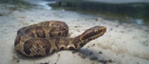 Водяные мокасины против ватноротых змей: Это разные змеи?