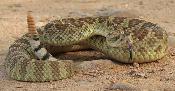 cottonmouth vs rattlesnake
