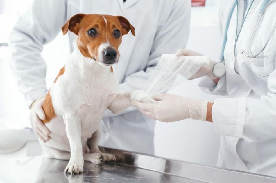 При каких симптомах животного нужно везти к ветеринару?