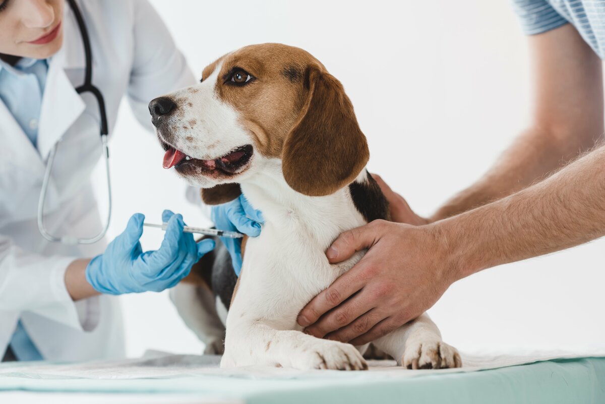 От каких болезней могут вылечить в ветеринарной клинике?