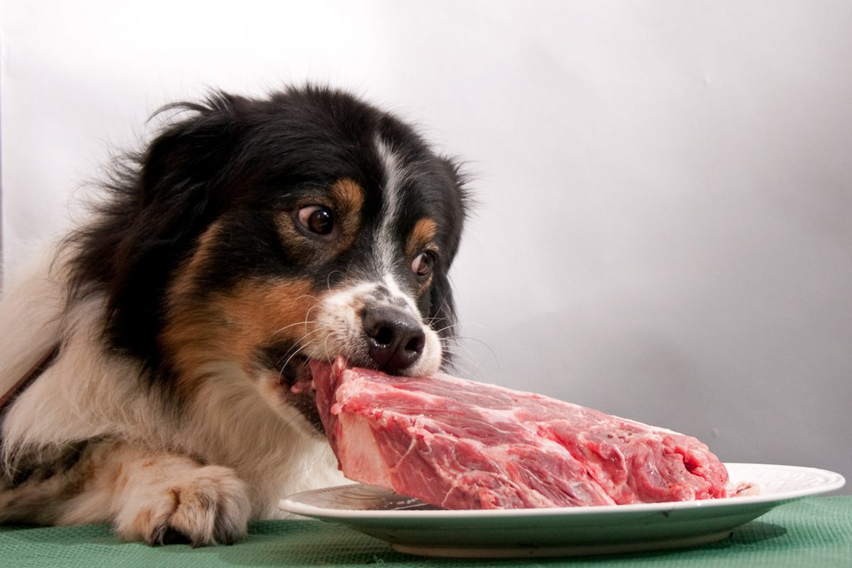 Какое мясо можно давать собакам?