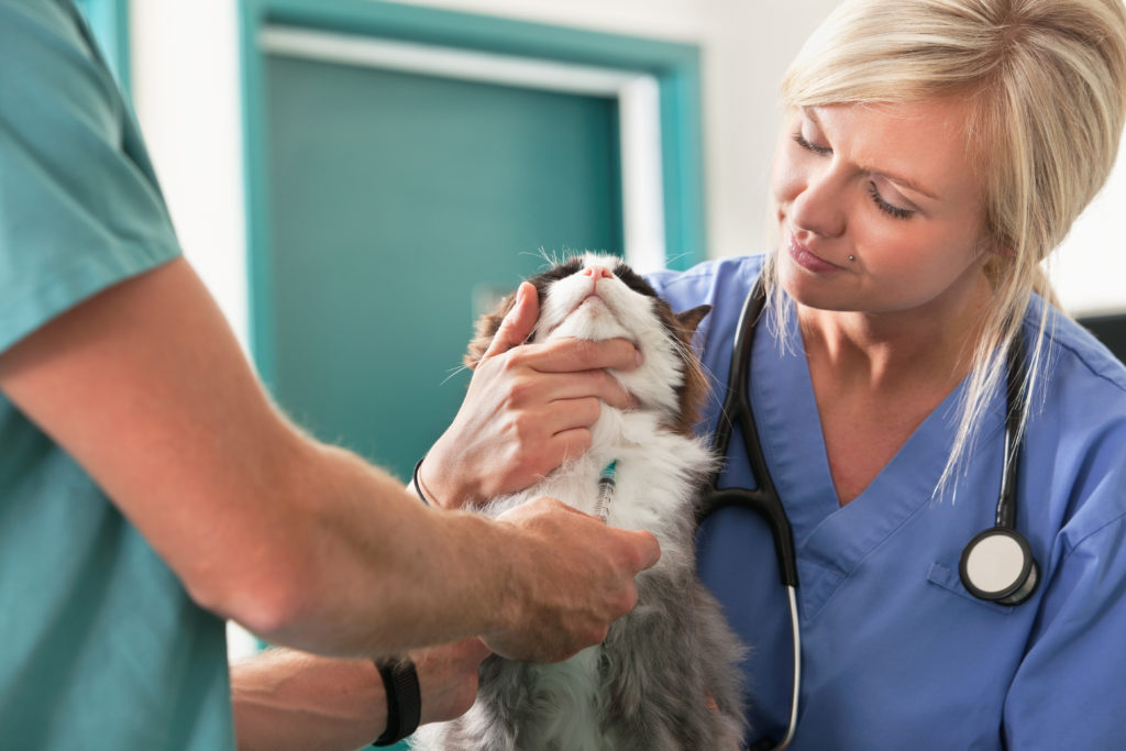 Популярные причины для обращения в ветеринарную клинику