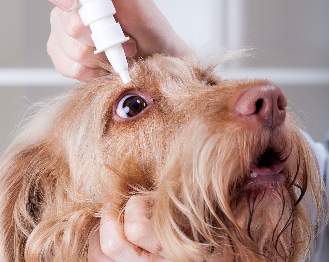 Как лечится катаракта у собак?
