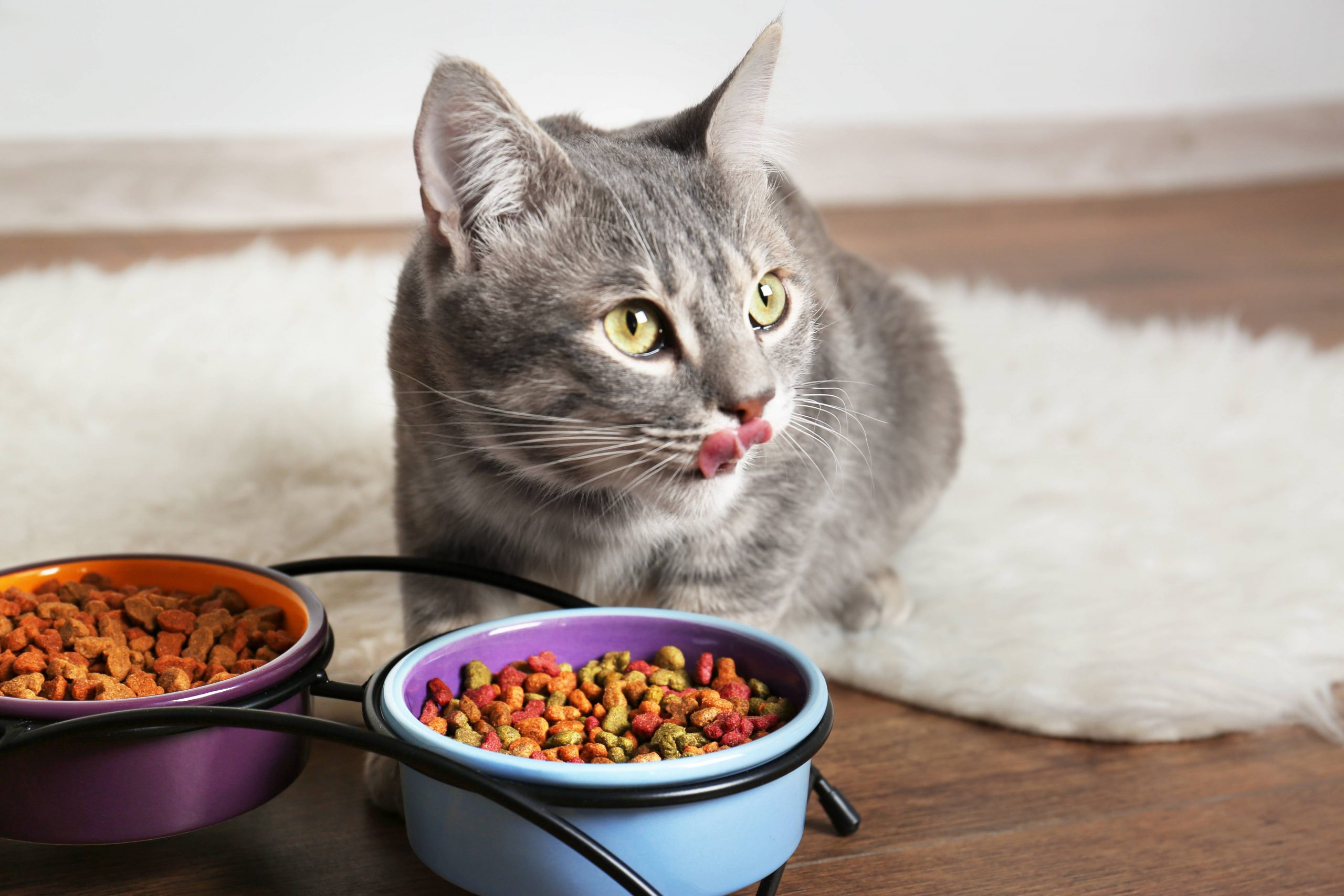 Какой должна быть натуральная еда для кошек?