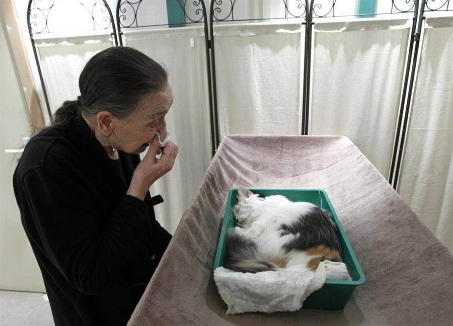 Правила безболезненной кремации животных