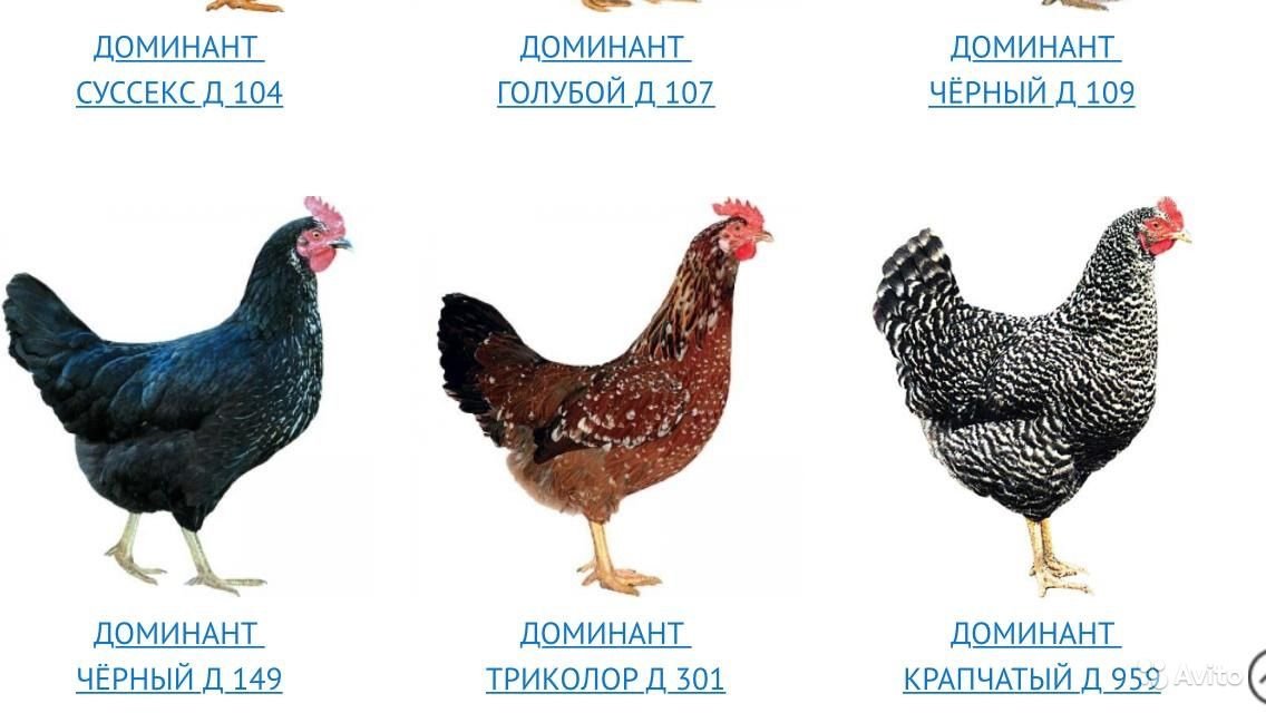 Породы кур с цветными яйцами фото и описание
