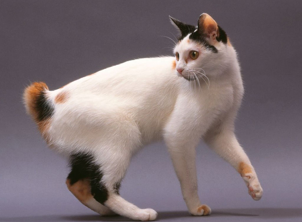 Японский бобтейл: описание породы кошек