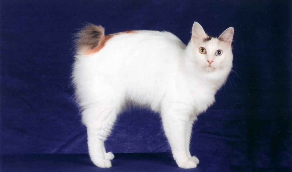 Японский бобтейл: описание породы кошек