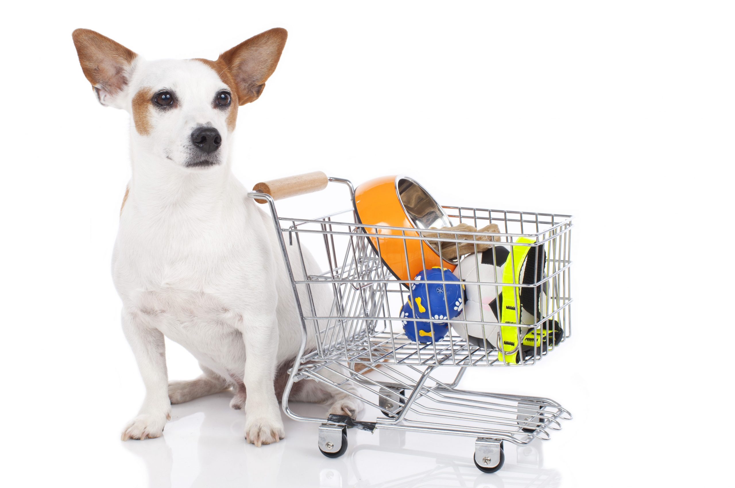 Какие товары нужны для домашних животных?