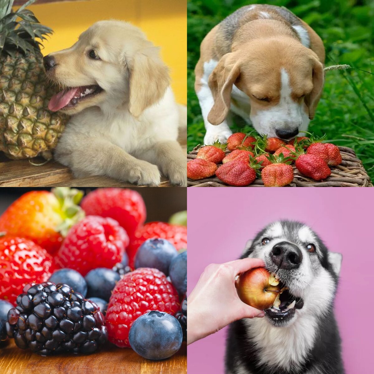 Какие овощи нужно давать собаке?