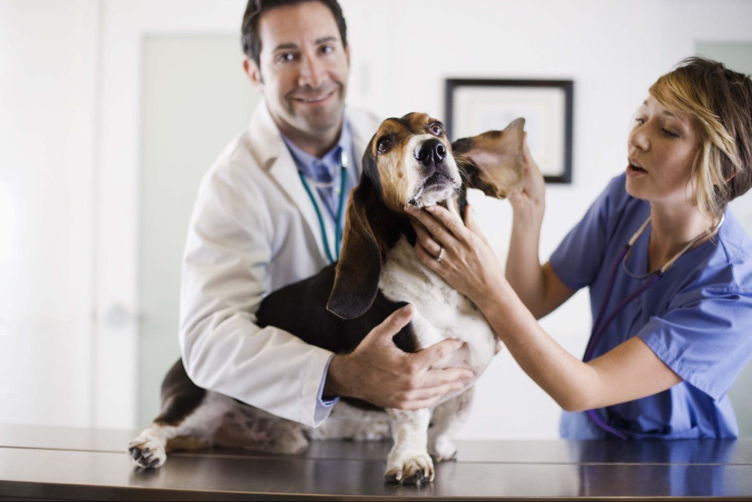 Ветеринар на дом - удобная услуга