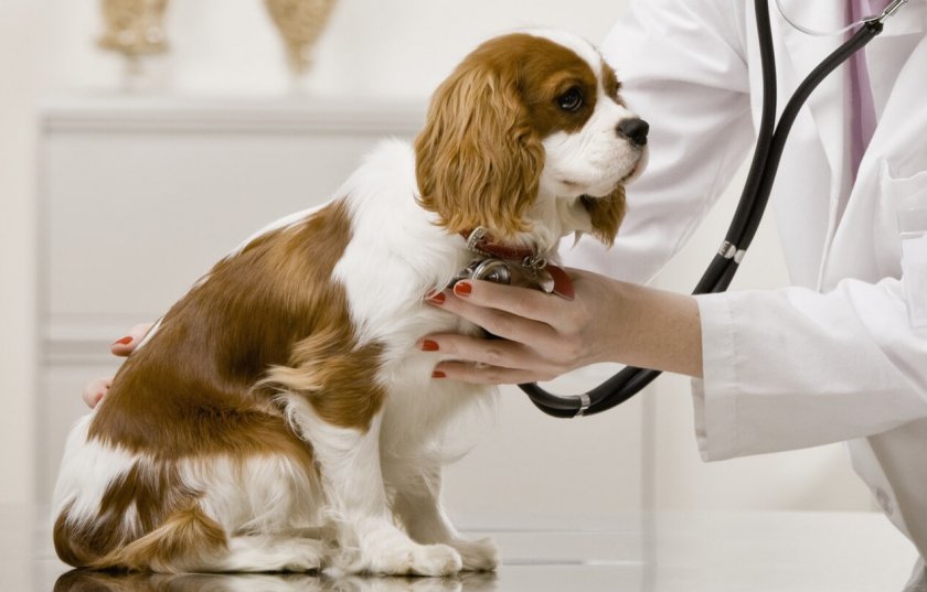 Распространённые болезни сердца у собак