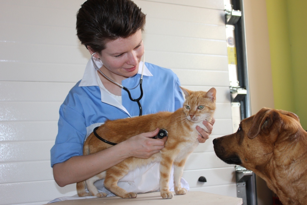 Ветеринар на дом - удобная услуга