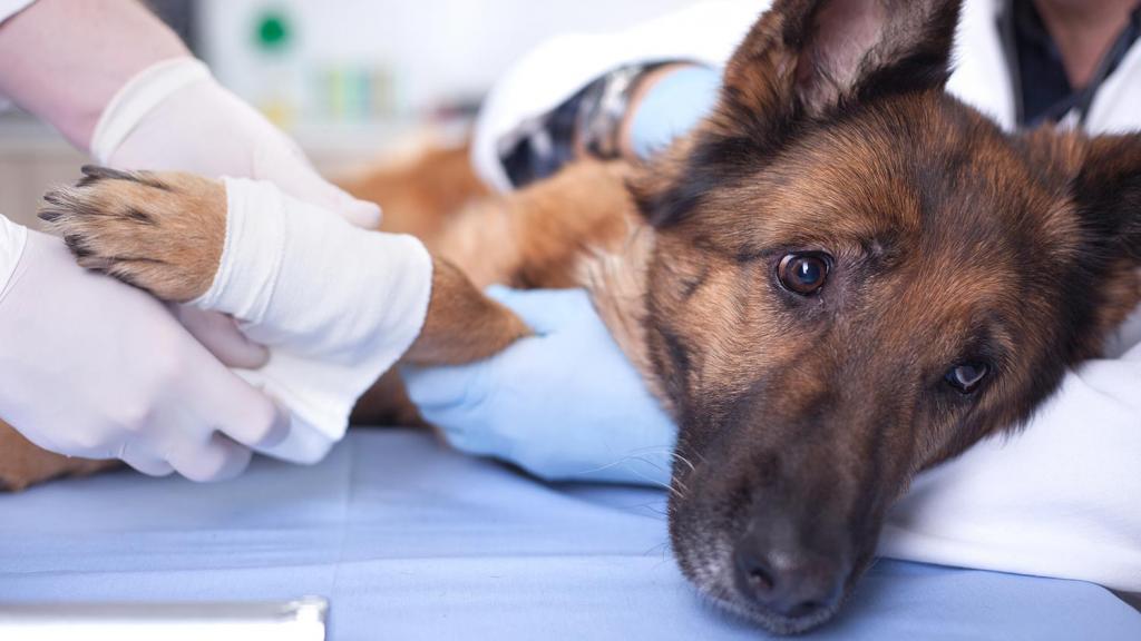 Какие услуги оказывают в ветеринарных клиниках?