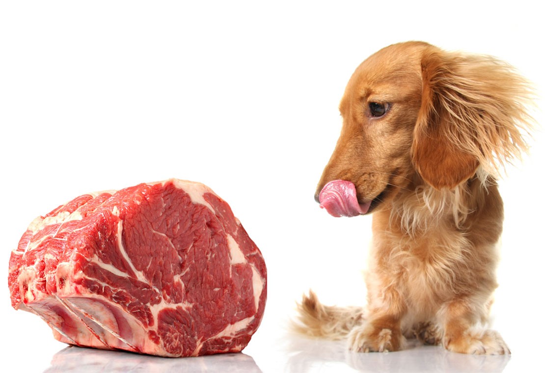 Какое мясо выбрать для собак?