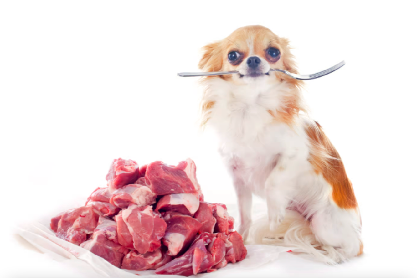Какое мясо выбрать для собак?