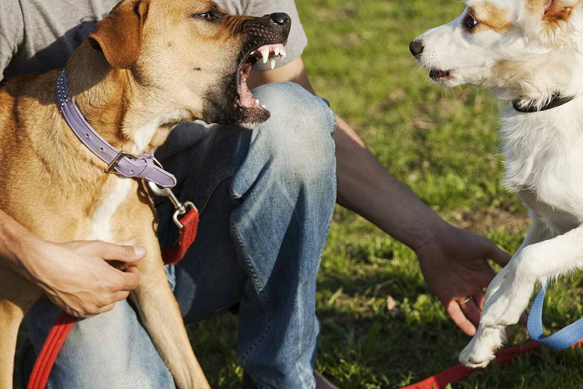 Как проводится работа с поведением собак?
