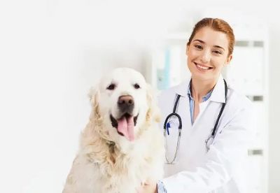 Какой должна быть хорошая ветеринарная клиника?