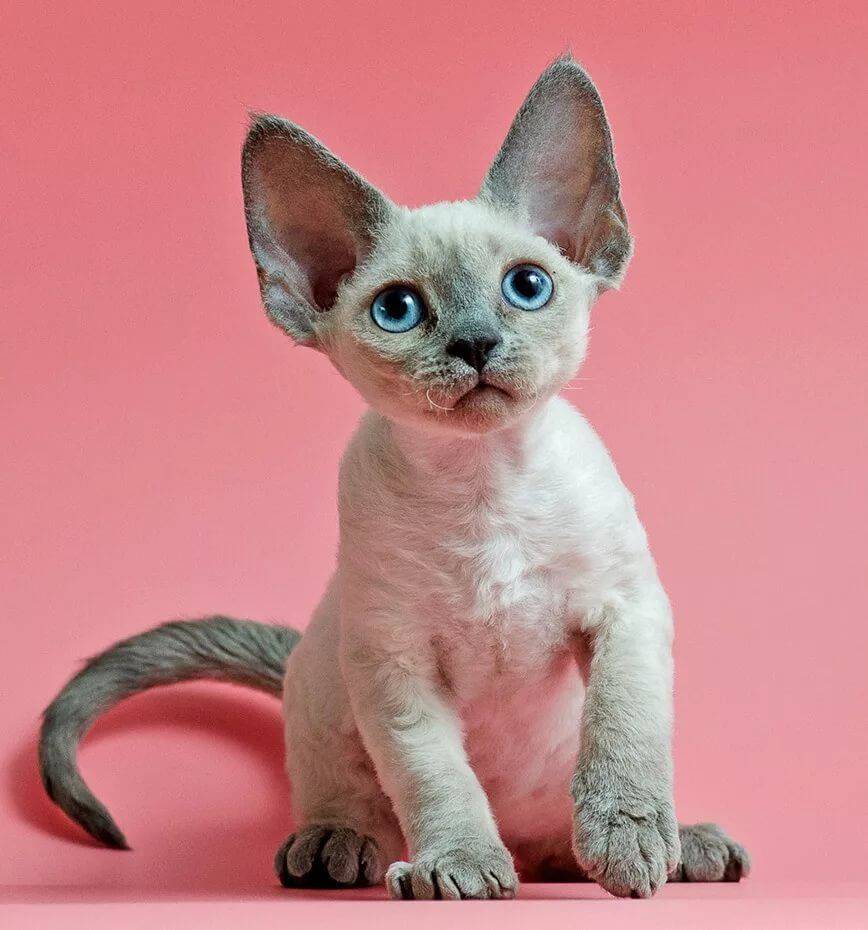 Порода кошек порода Девон Рекс: описание