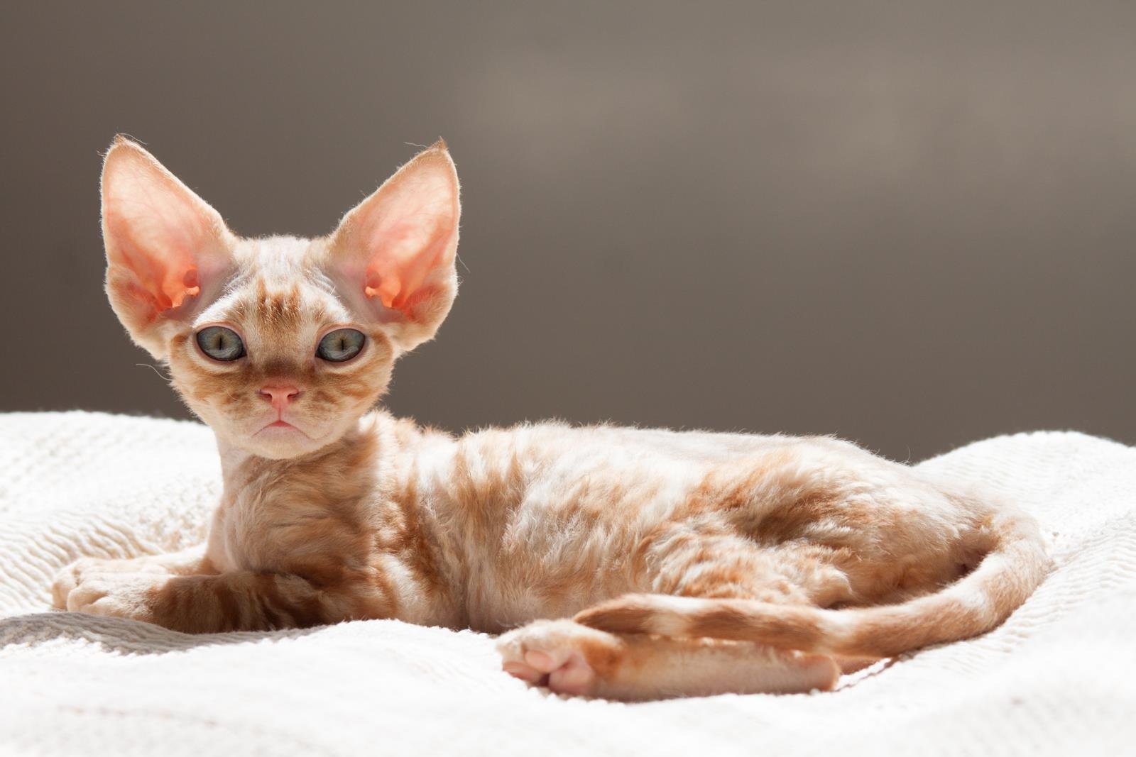 Порода кошек порода Девон Рекс: описание