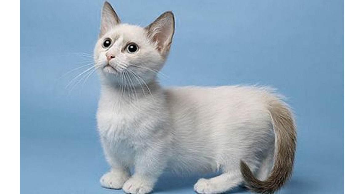 Описание породы кошек манчкин