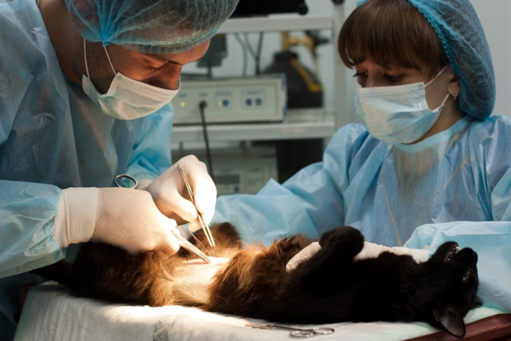 Хирургия для животных: операции в клинике