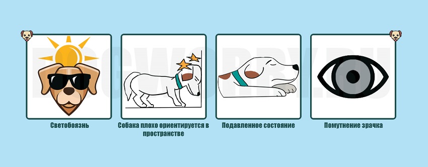Как лечат глаукому у собак?