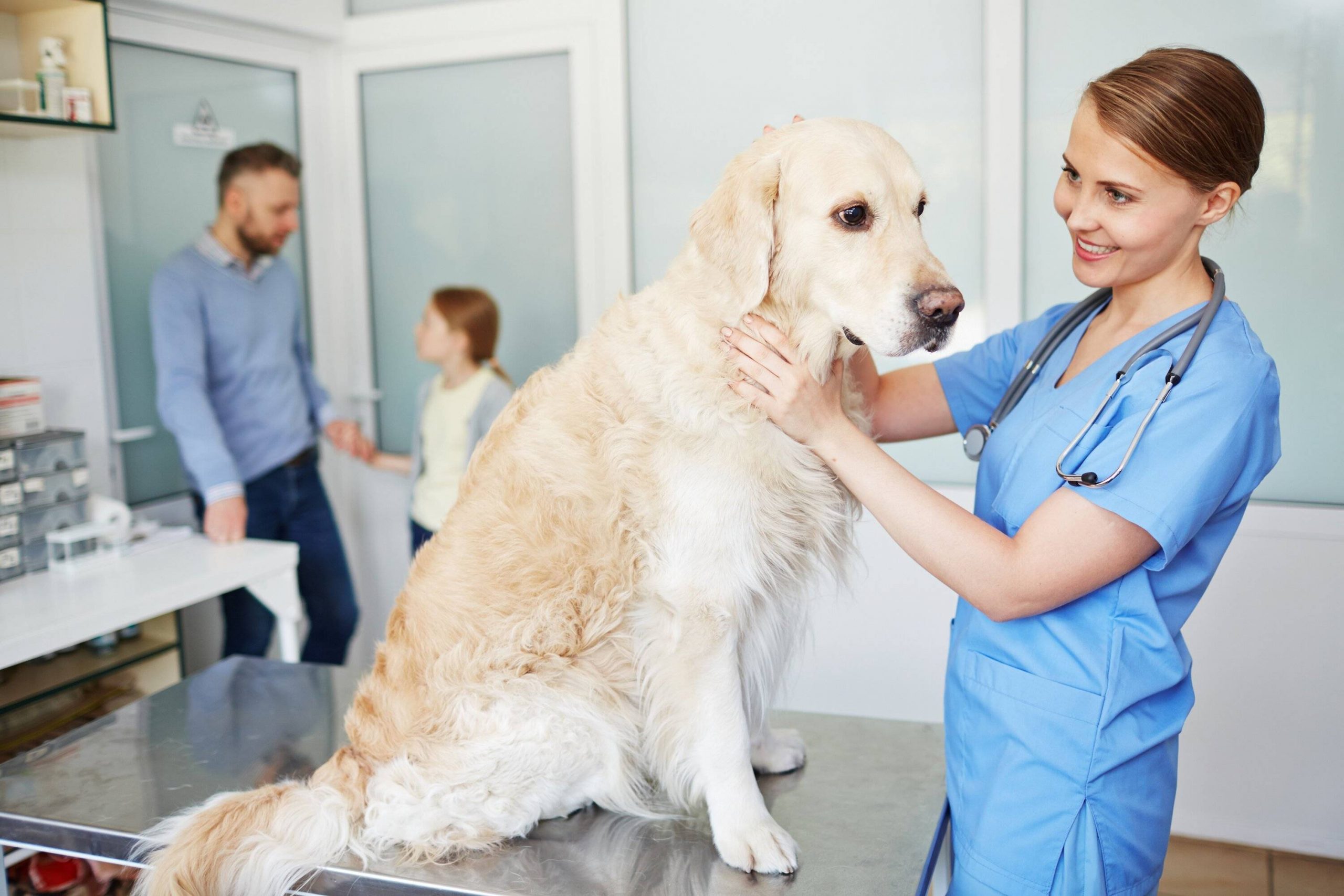 Уход за питомцами: важность ветеринарной клиники в жизни любящих хозяев