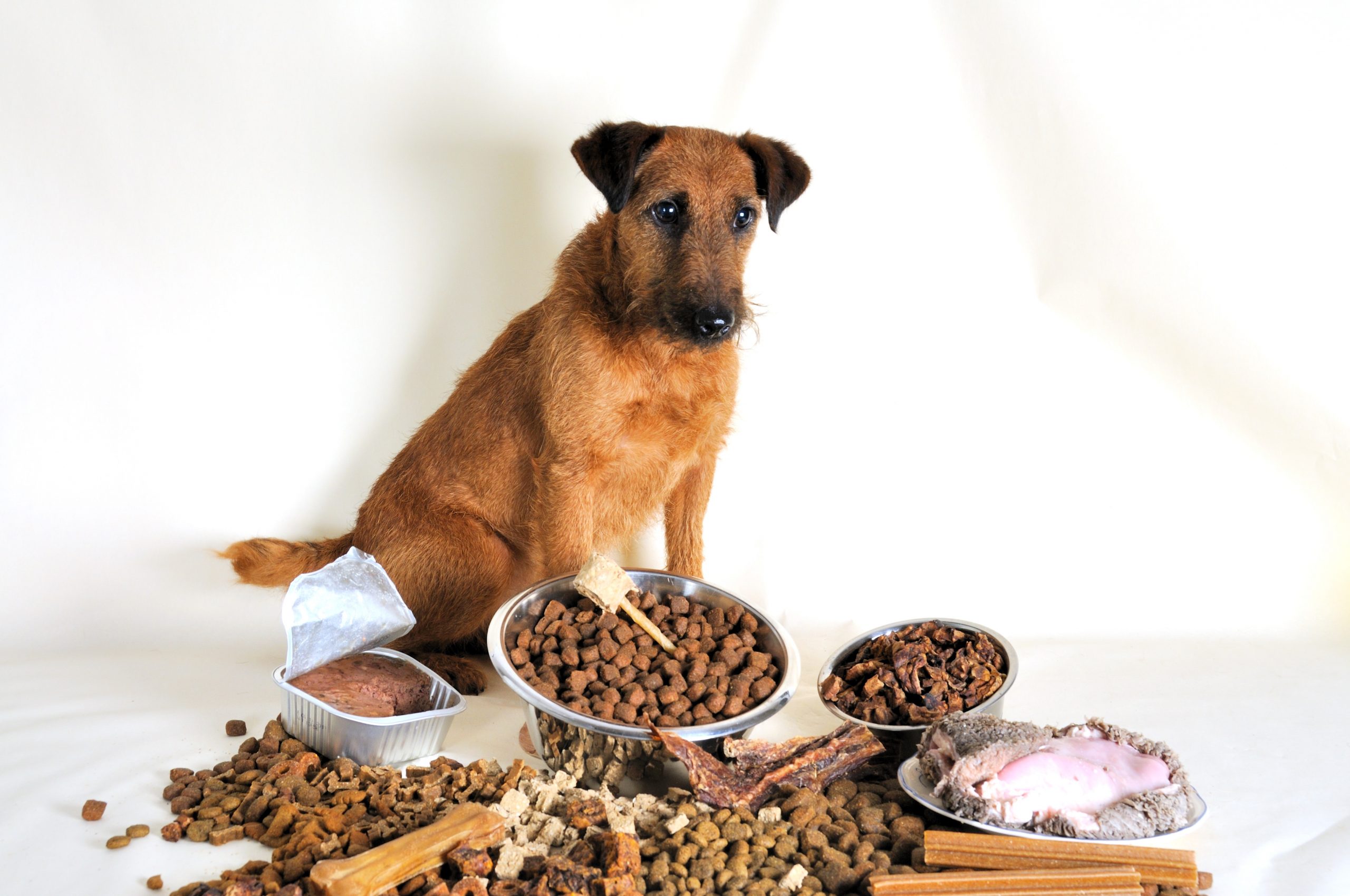 Важность правильного питания: выбор и рацион корма для собак