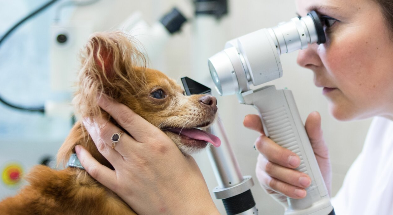 Виды заболеваний глаз, с которыми сталкиваются ветеринарные офтальмологи