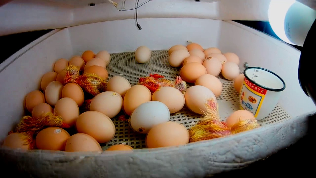 Сколько вынашивают яйца. Цыплята из инкубатора. Инкубатор для яиц. Цыплята в инкубаторе домашнем. Магазинные яйца в инкубатор.