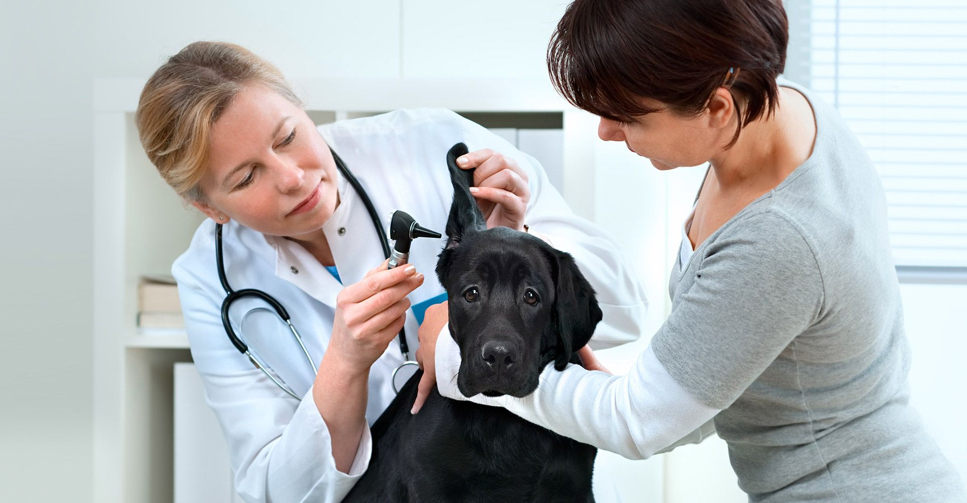 Найти хорошую ветеринарную клинику: как сделать правильный выбор