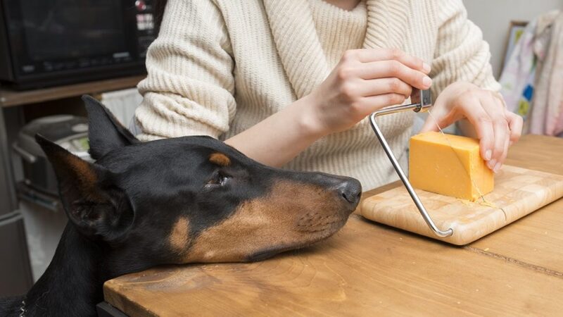 Сыр для собак: действительно ли это безопасно и полезно?