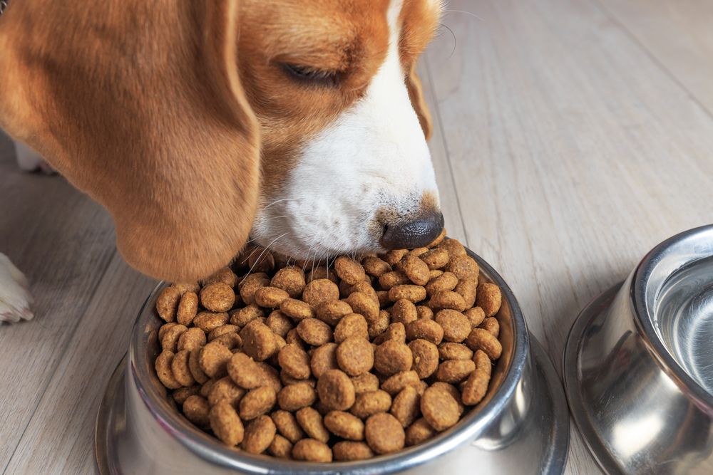 Почему сухие корма для собак премиум класса - лучший выбор для вашего питомца