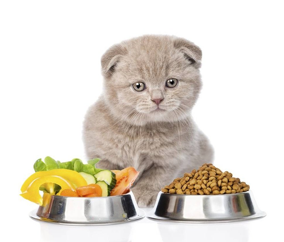 Как выбрать корм для кота: советы ветеринаров