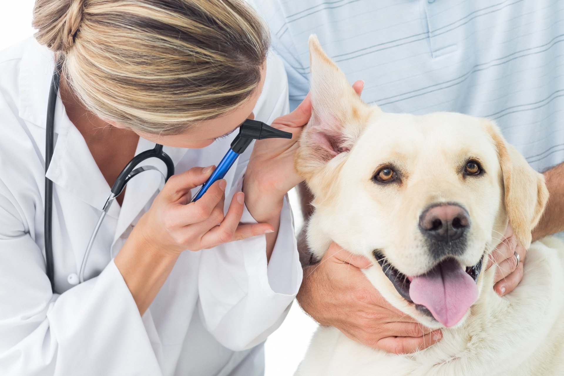 Ветеринар на дом: удобство и забота о вашем питомце