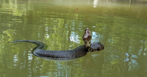 Ватник плавает в воде. У змеи длинное, толстое, мускулистое тело размером до 6 футов.