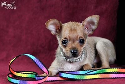 Подробная характеристика и описание особенностей щенков породы чихуахуа. что нужно знать о собаке перед покупкой?