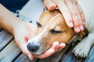 Пиодермия у собак: причины, симптомы и лечение