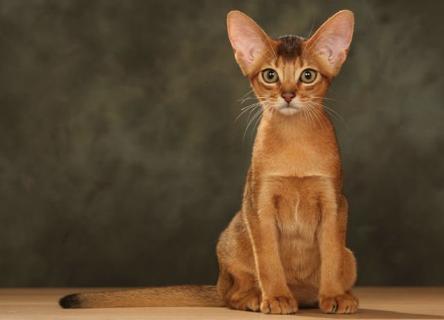 Варианты окраса тайских кошек