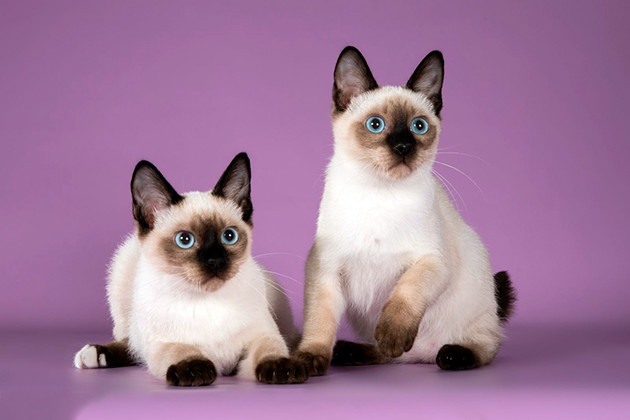 Популярные породы кошек: фото и названия